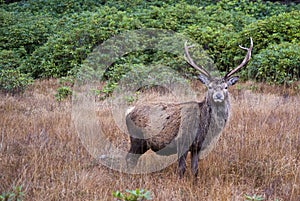 Stag, Glencoe