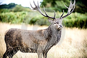 Stag or Hart, the male red deer