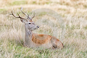 Stag or Hart, the male red deer