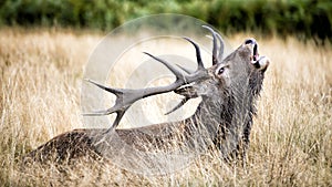Stag or Hart, the male red deer in the wild