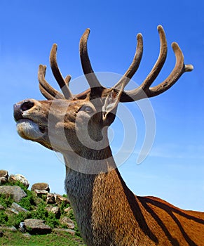 Stag head