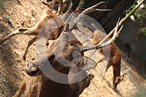 a stag and his antlers, at a zoo in the city of Jakarta