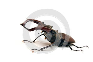 Stag horn beetle