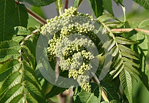 Stag-horned sumac tree spring flowering