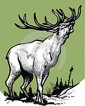 Stag isolated on the green background