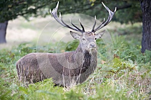 Stag in the long grass photo