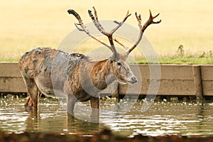 A stag Milu Deer, also known as PÃÂ©re David`s Elaphurus davidianus standing in water. It has been digging up the mud in the lake photo