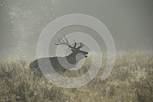 Stag in the mist bellowing