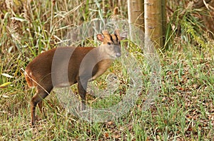 A stag Muntjac Deer Muntiacus reevesi feeding on an island in the middle of a lake.