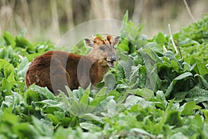 A stag Muntjac Deer, Muntiacus reevesi, feeding on the leaves of Comfrey plants growing in the wild along the bank of a river in t