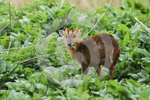 A stag Muntjac Deer, Muntiacus reevesi, feeding on the leaves of Comfrey plants growing in the wild along the bank of a river in t