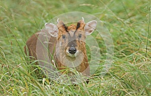 A stag Muntjac Deer Muntiacus reevesi standing in the long grass.