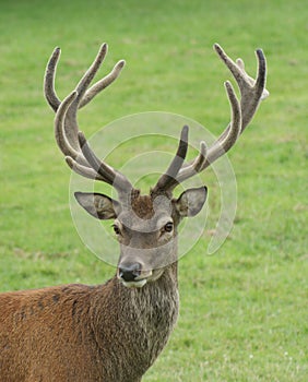 Stag portrait (red deer)