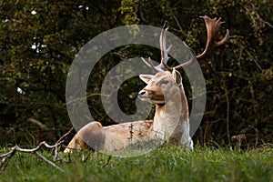 A Stag posing