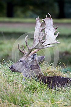 A stag resting at Charlecote Park