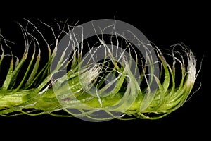 Stag\'s-Horn Clubmoss (Lycopodium clavatum). Gemmiferous Branch Closeup