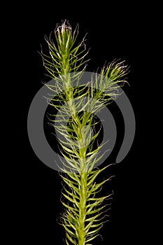 Stag\'s-Horn Clubmoss (Lycopodium clavatum). Upright Branch Closeup