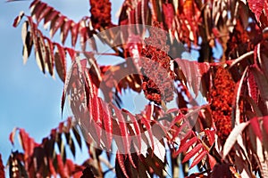 Stag sumac tree