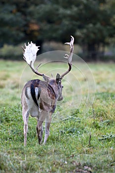 A stag walking away at Charlecote Park photo