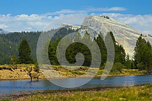 Stag wandering down the river in Tuolumne Meadows photo