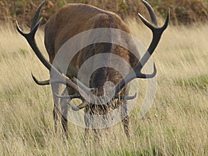 Stag in the wild