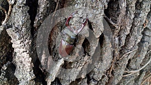 Stagbeetle on the oak bark photo