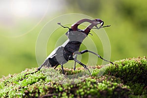 Stage Beetle attitude of combat