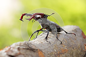 Stage Beetle attitude of combat