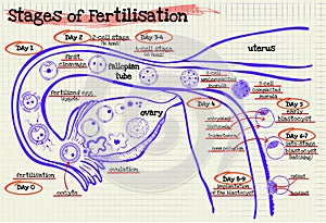 Stage human fertilization diagram