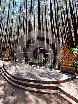 stage in the pine forest in Mount Merbabu National Park, Indonesia