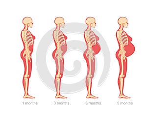 Stages of abdominal enlargement in pregnant woman. Anatomical skeletal structure female character