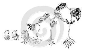 Stages of bean seed germination