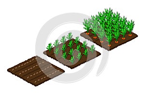 Stages of carrot growth from seed to ripeness.