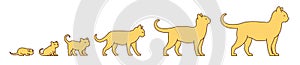 Stages of cat growth set. From kitten to adult cat. Animal pets. Pussy grow up animation progression. Pet life cycle. Vector