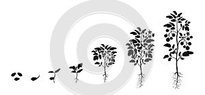 Stages of development of seedlings of tomatoes. Silhouette infographic of growing vegetables.