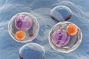 Stages of embryo development ovulation of secondary oocyte and fertilization process photo