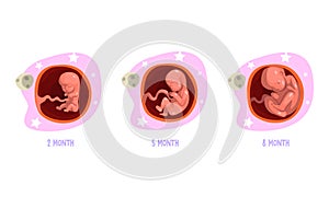 Stages of Embryo Development Set, 2, 5, 8 Month Cartoon Vector Illustration