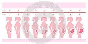 Stages fetus in belly. Timeline prenatal development, weeks months trimester pregnancy childbirth, growth embryo baby