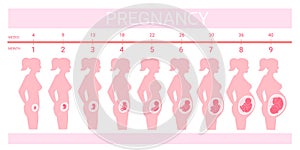 Stages fetus in belly. Timeline prenatal development, weeks months trimester pregnancy childbirth, growth embryo baby photo
