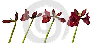 Stages of flower bloom  dark red hippeastrum amaryllis Carmen