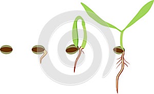 Stages of germination of seed