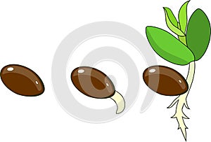 Stages of germination of seed