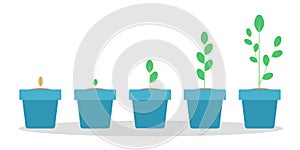 Stages of green plant growth in the blue pot