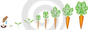 Stages of growth of carrot on a white background.