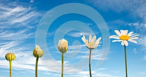 Stages of growth and flowering of a daisy, blue sky background