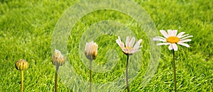 Stages of growth and flowering of a daisy, green grass background, life transformation concept