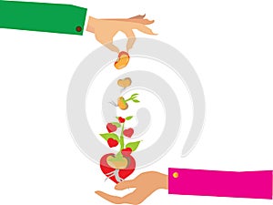 Stages of growth of plant and seed to tree