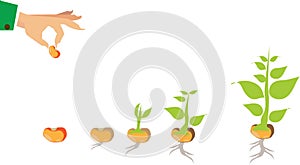 Stages of growth of plant and seed to tree