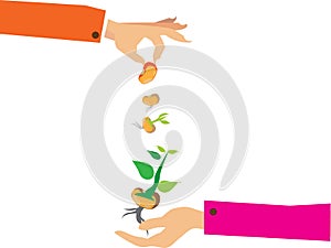 Stages of growth of plant and seed to tree