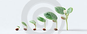 Stages of growth. Sequence of a seed sprouting and developing into a plant with leaves and a flower bud. Concept for progress,